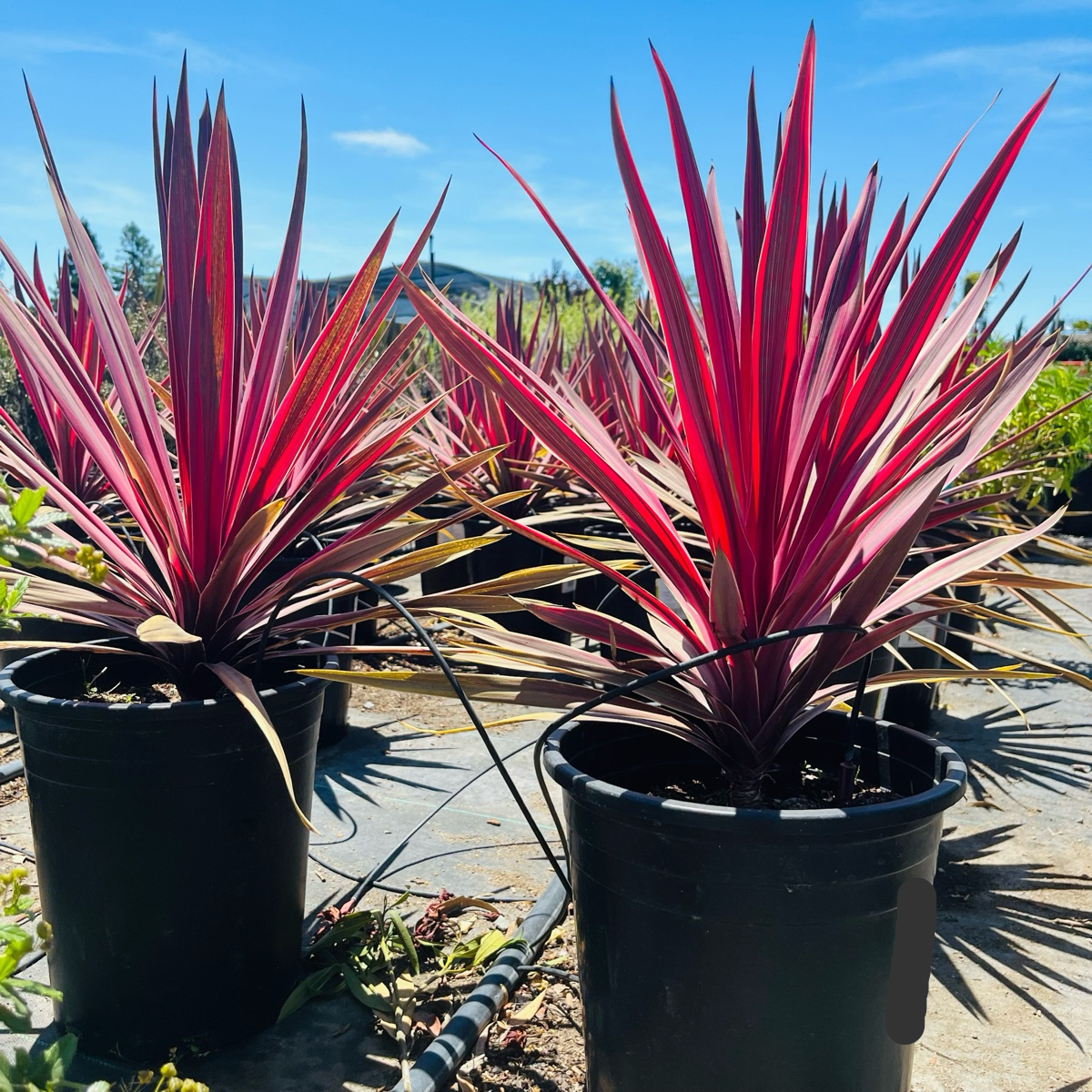 朱蕉 Dancing™ Paso Doble Cordyline