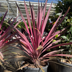 朱蕉 Dancing™ Paso Doble Cordyline