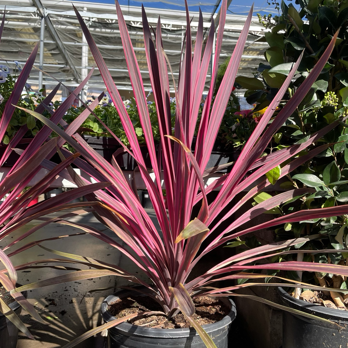 朱蕉 Dancing™ Paso Doble Cordyline