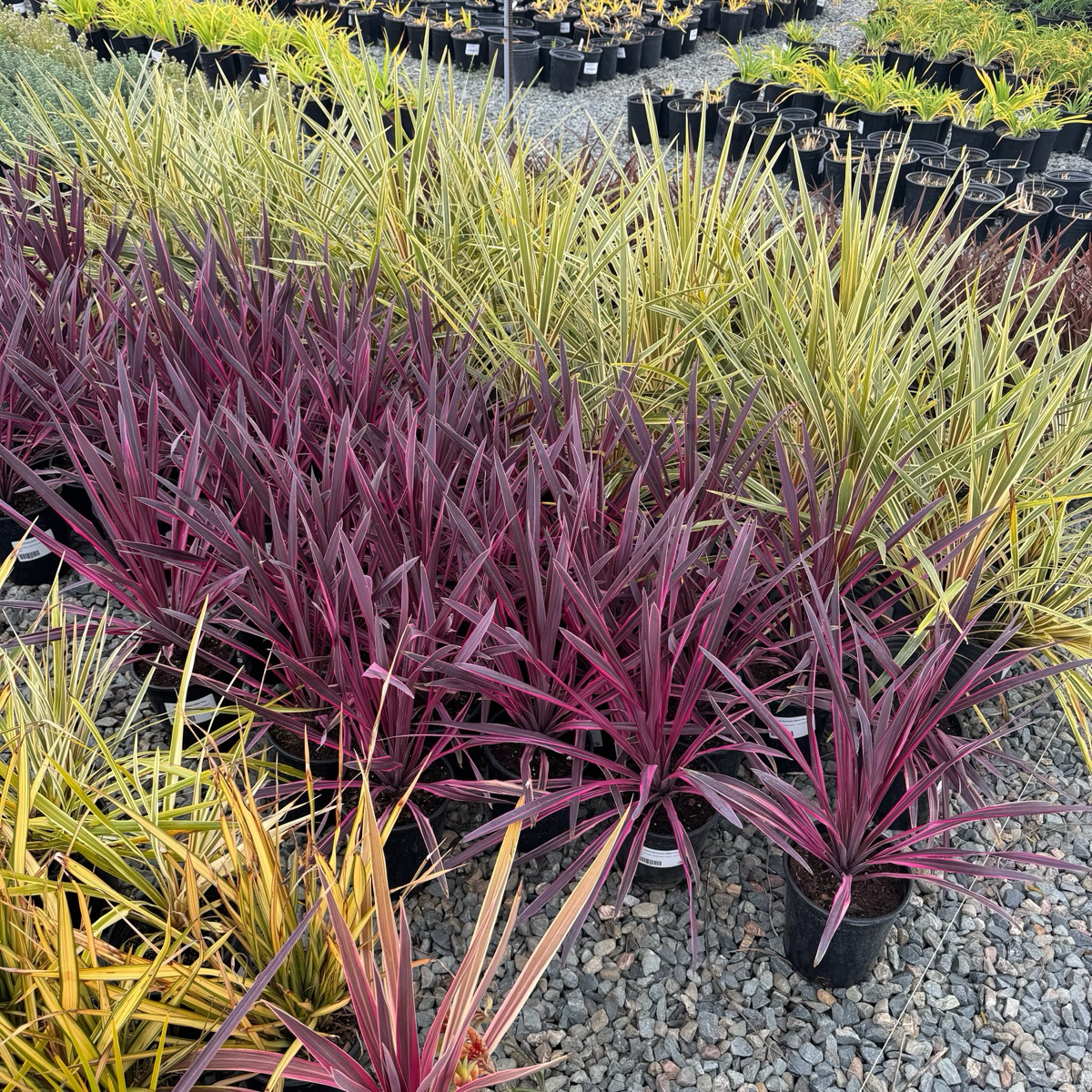 朱蕉 Dancing™ Paso Doble Cordyline