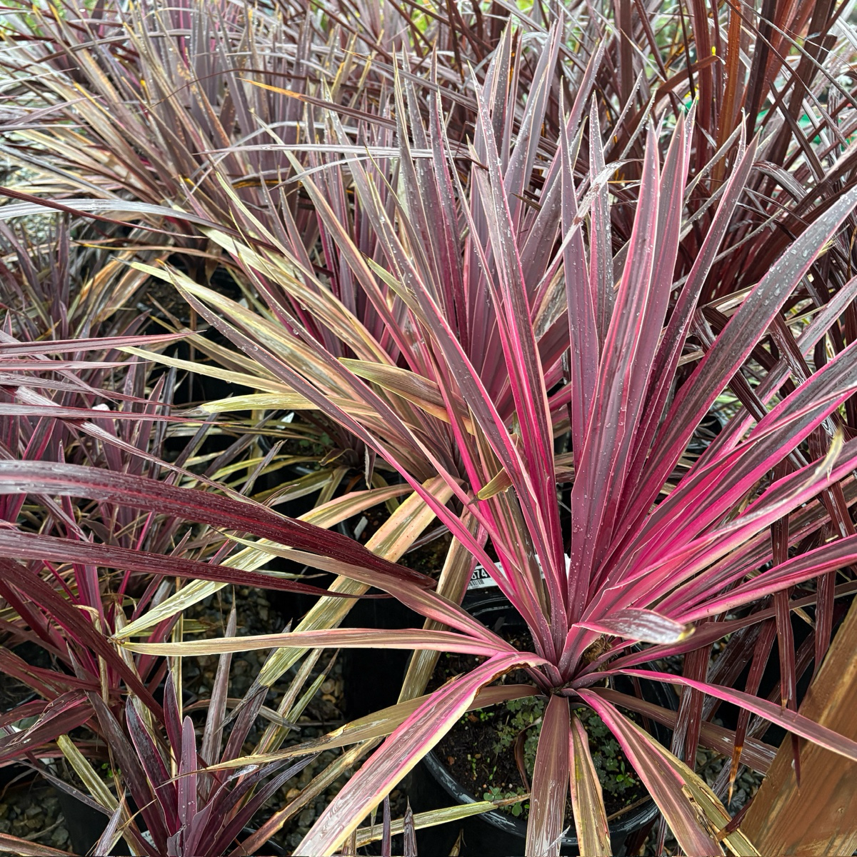 朱蕉 Dancing™ Paso Doble Cordyline