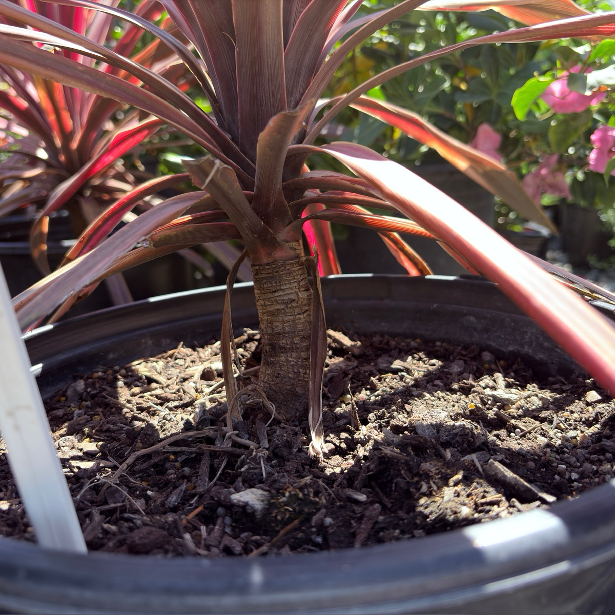 朱蕉 Dancing™ Paso Doble Cordyline