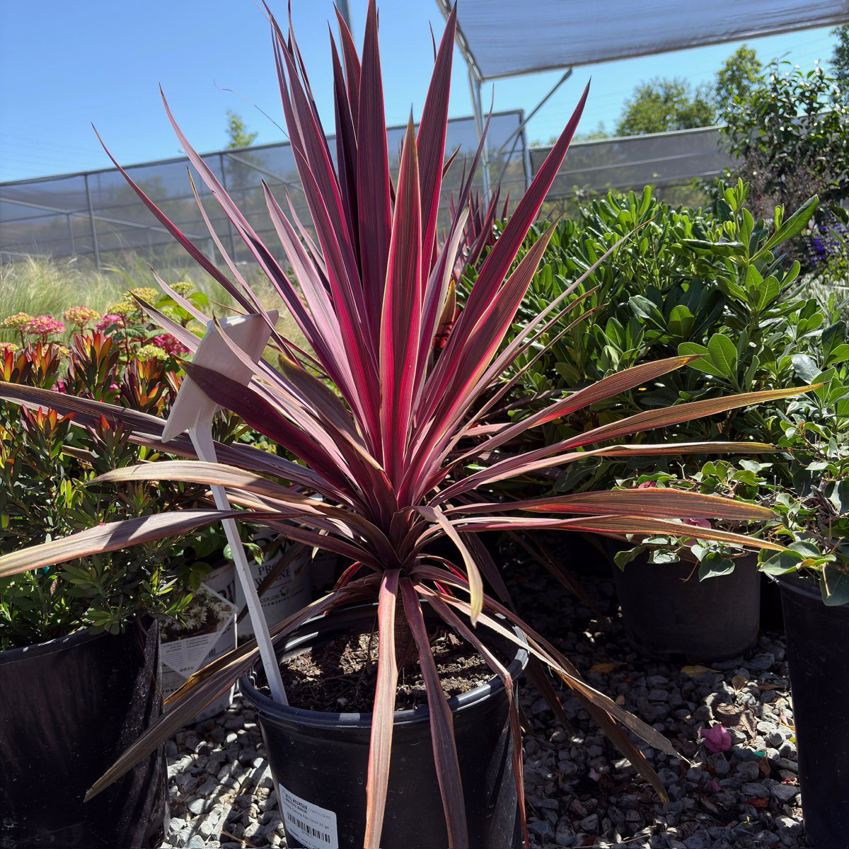 朱蕉 Dancing™ Paso Doble Cordyline