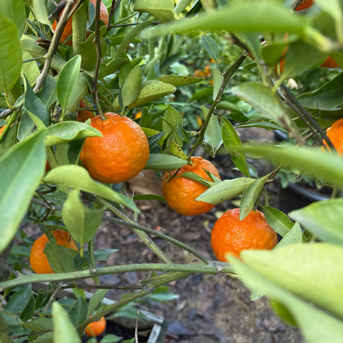 丹西红橘 Dancy Tangerine