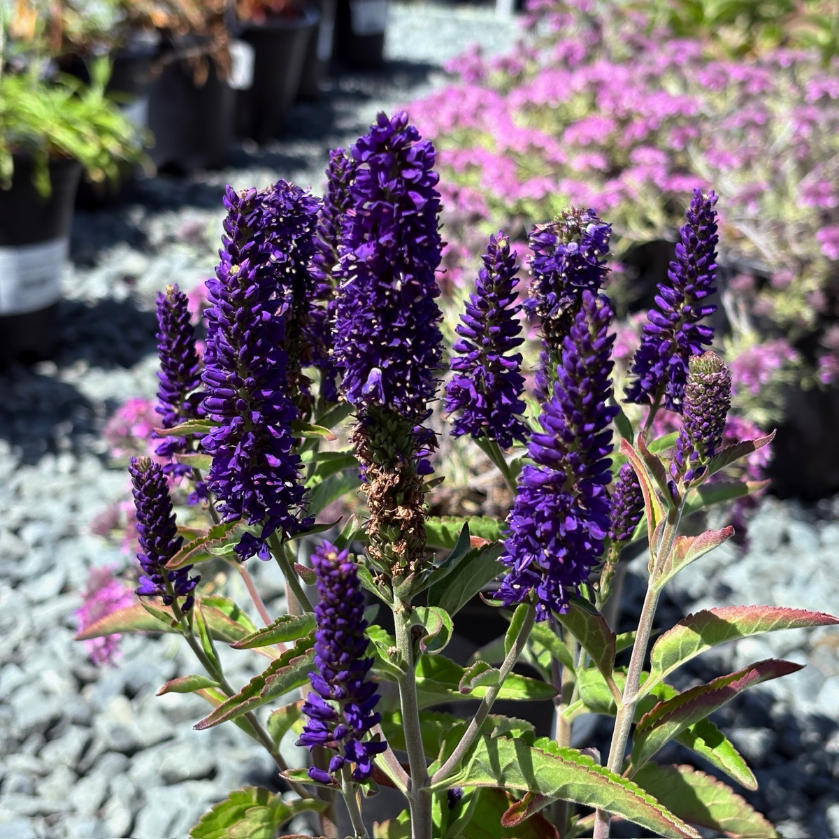 婆婆纳 Dark Blue  Vernique® Speedwell