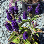 婆婆纳 Dark Blue  Vernique® Speedwell