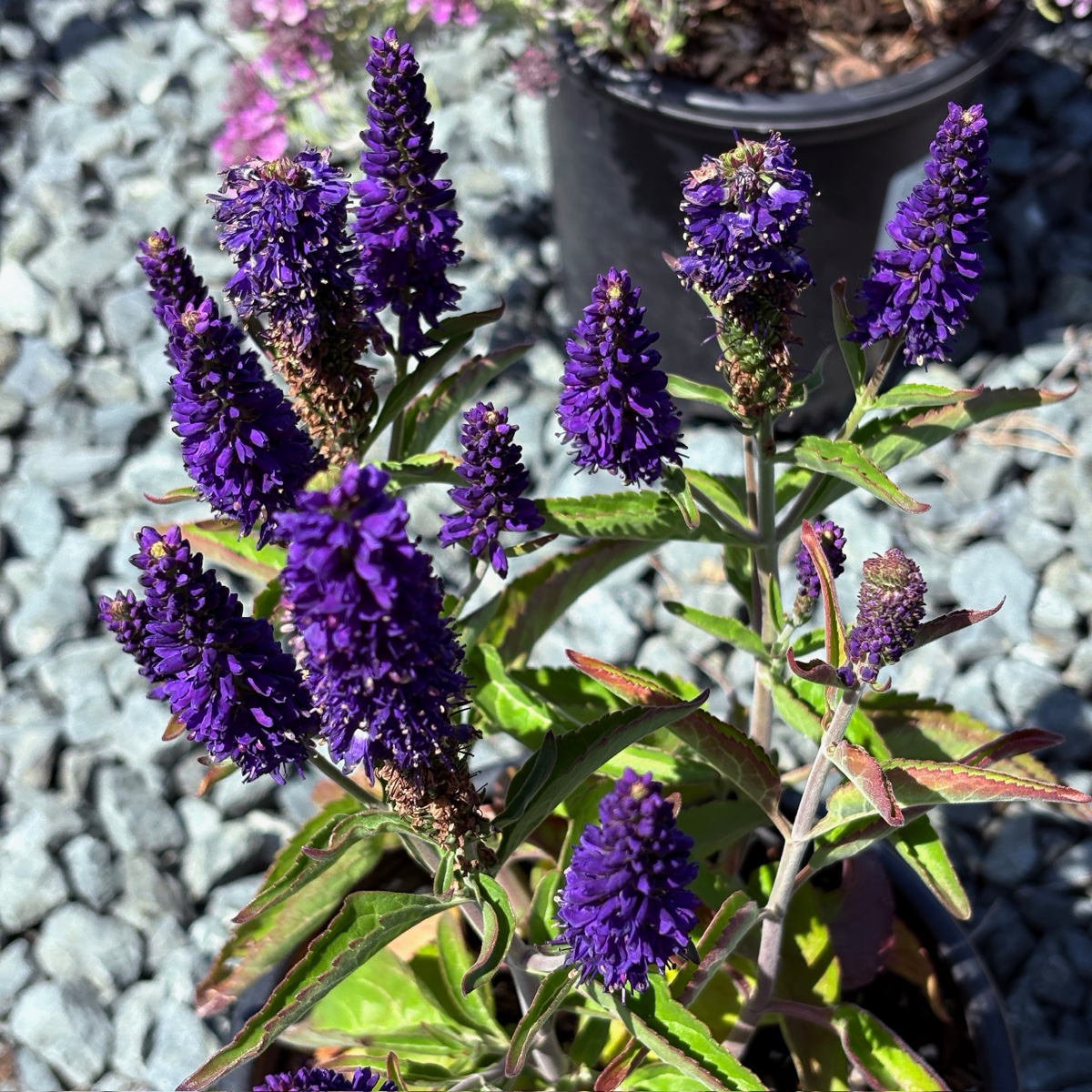 婆婆纳 Dark Blue  Vernique® Speedwell