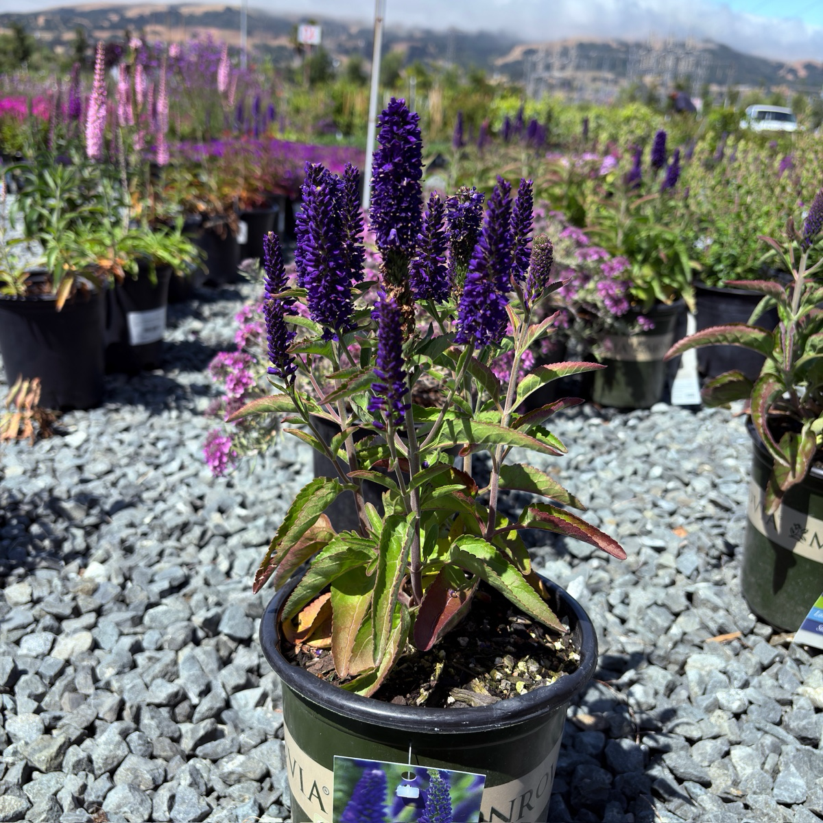 婆婆纳 Dark Blue  Vernique® Speedwell