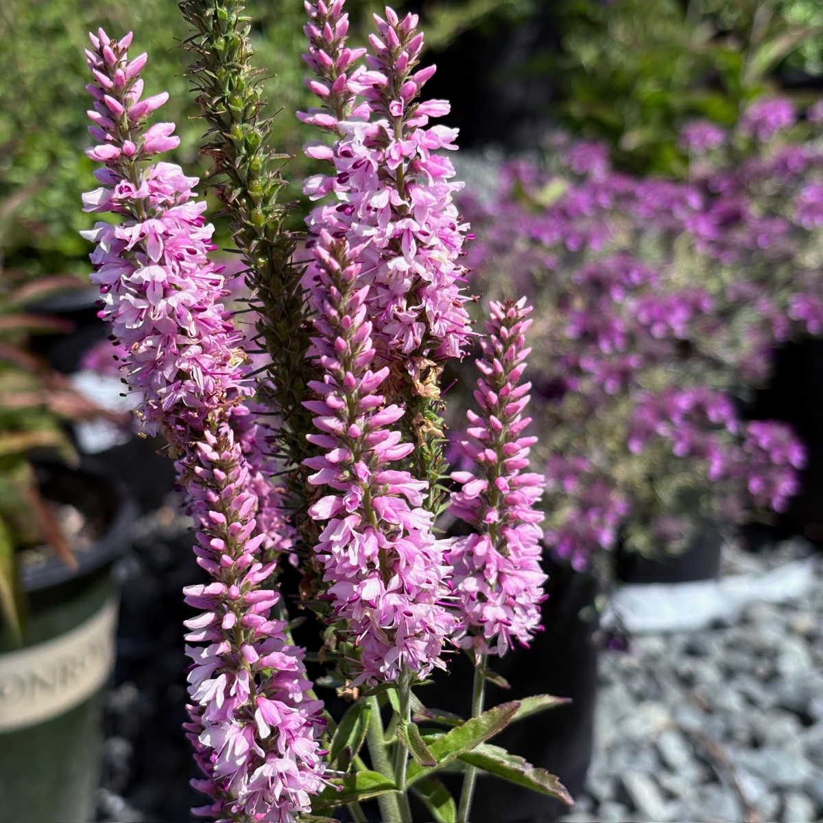 婆婆纳 Dark Pink  Moody Blues® Speedwell