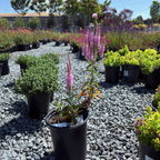 婆婆纳 Dark Pink  Moody Blues® Speedwell