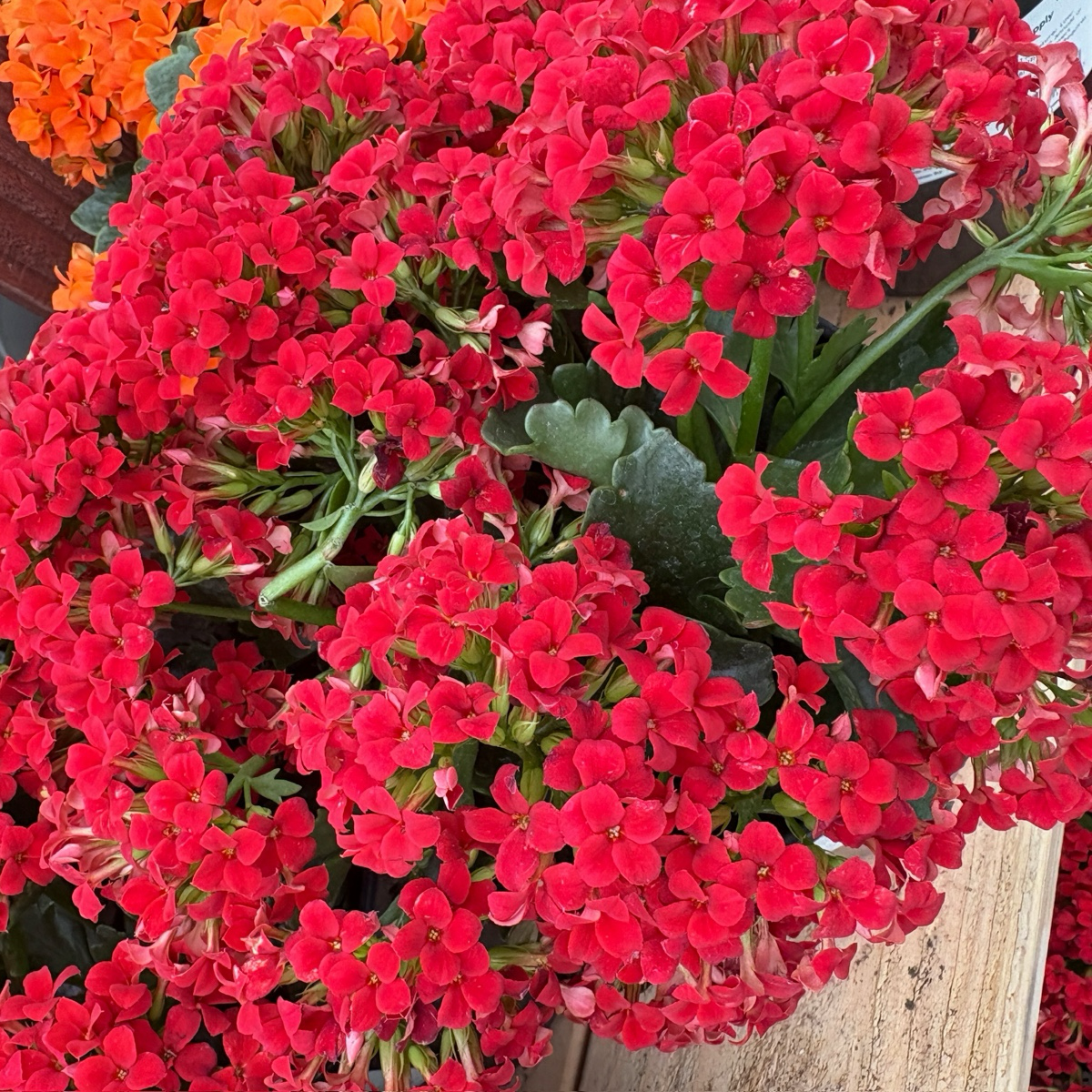 长寿花-红色 Dark Red  Mandala®  Kalanchoe