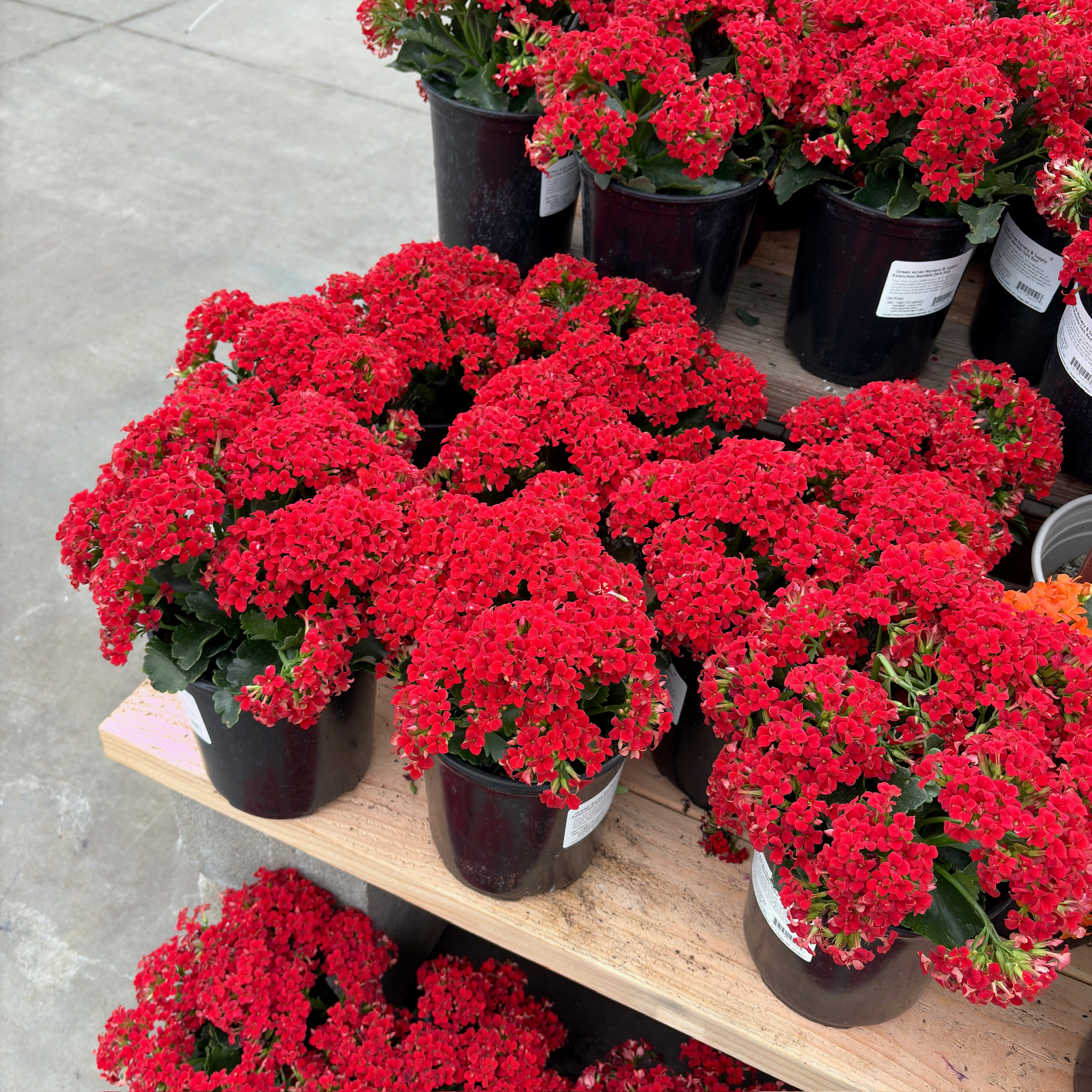 长寿花-红色 Dark Red  Mandala®  Kalanchoe