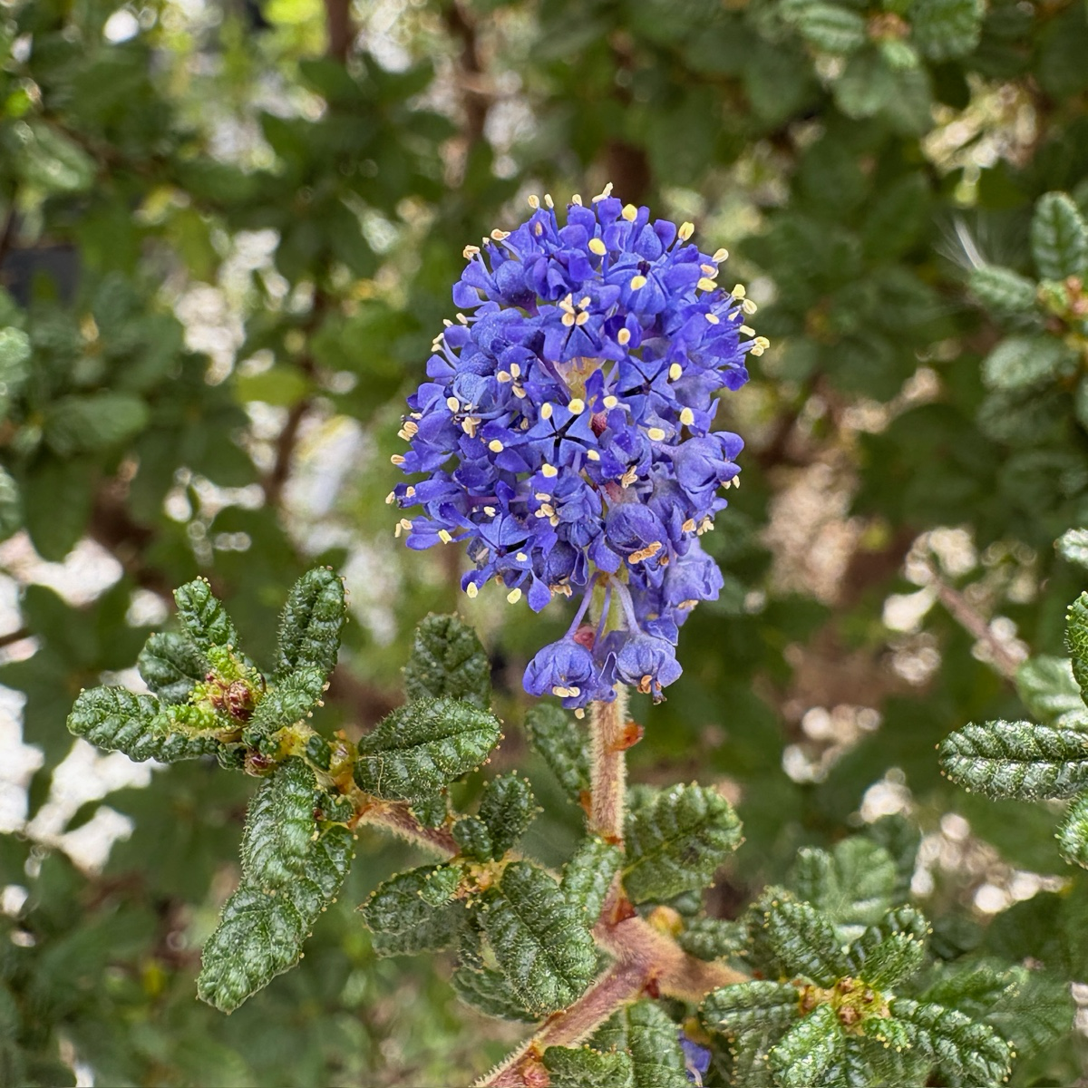 美洲茶  Dark Star California Lilac
