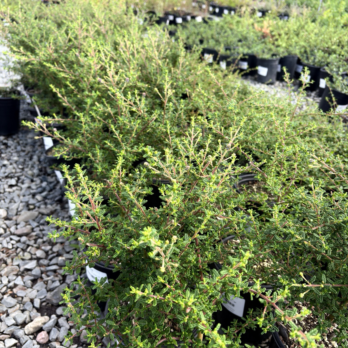美洲茶  Dark Star California Lilac