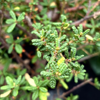 美洲茶  Dark Star California Lilac