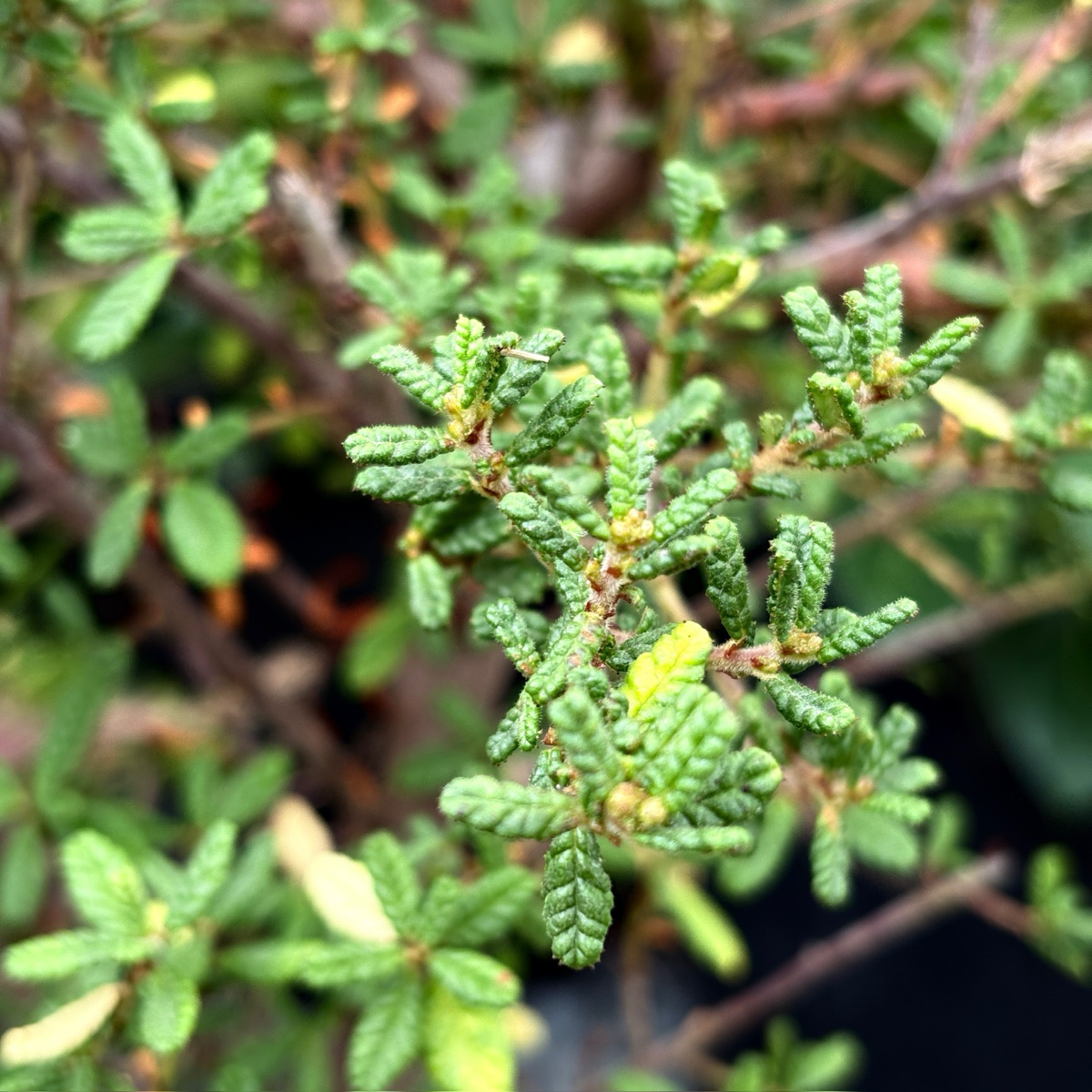美洲茶  Dark Star California Lilac