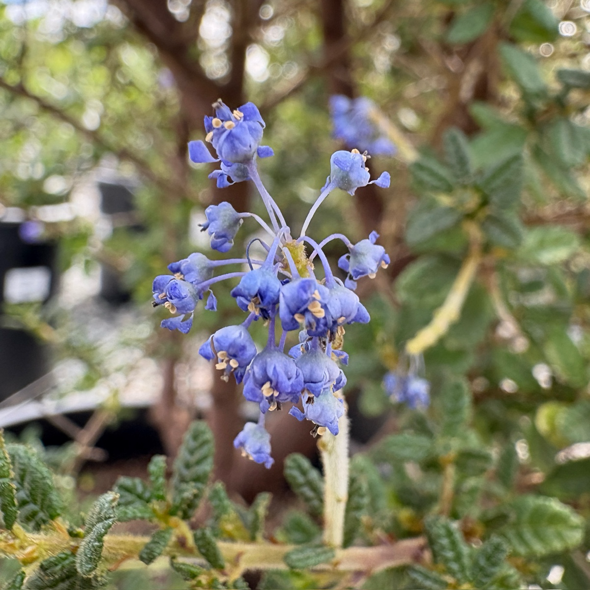 美洲茶  Dark Star California Lilac