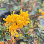 达尔文小檗 Darwinii Barberry