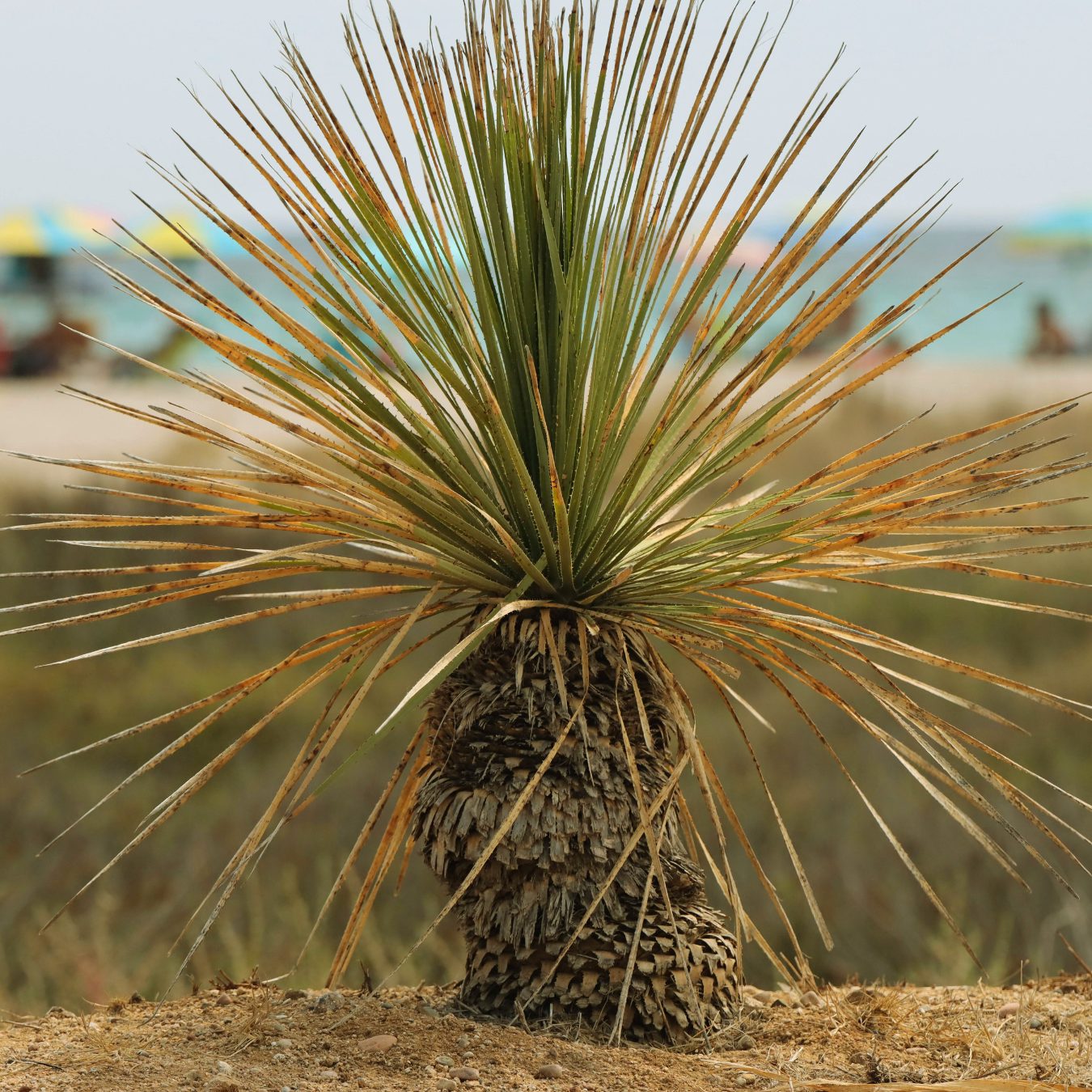 Yucca longifolia - Mexican grass 