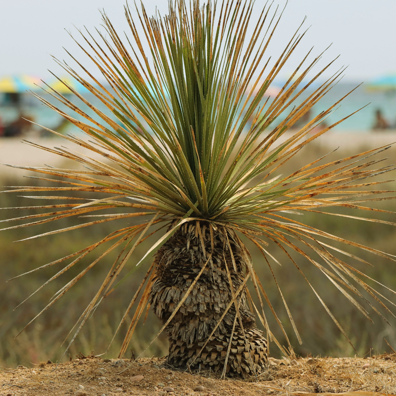 Mexican Grass Tree