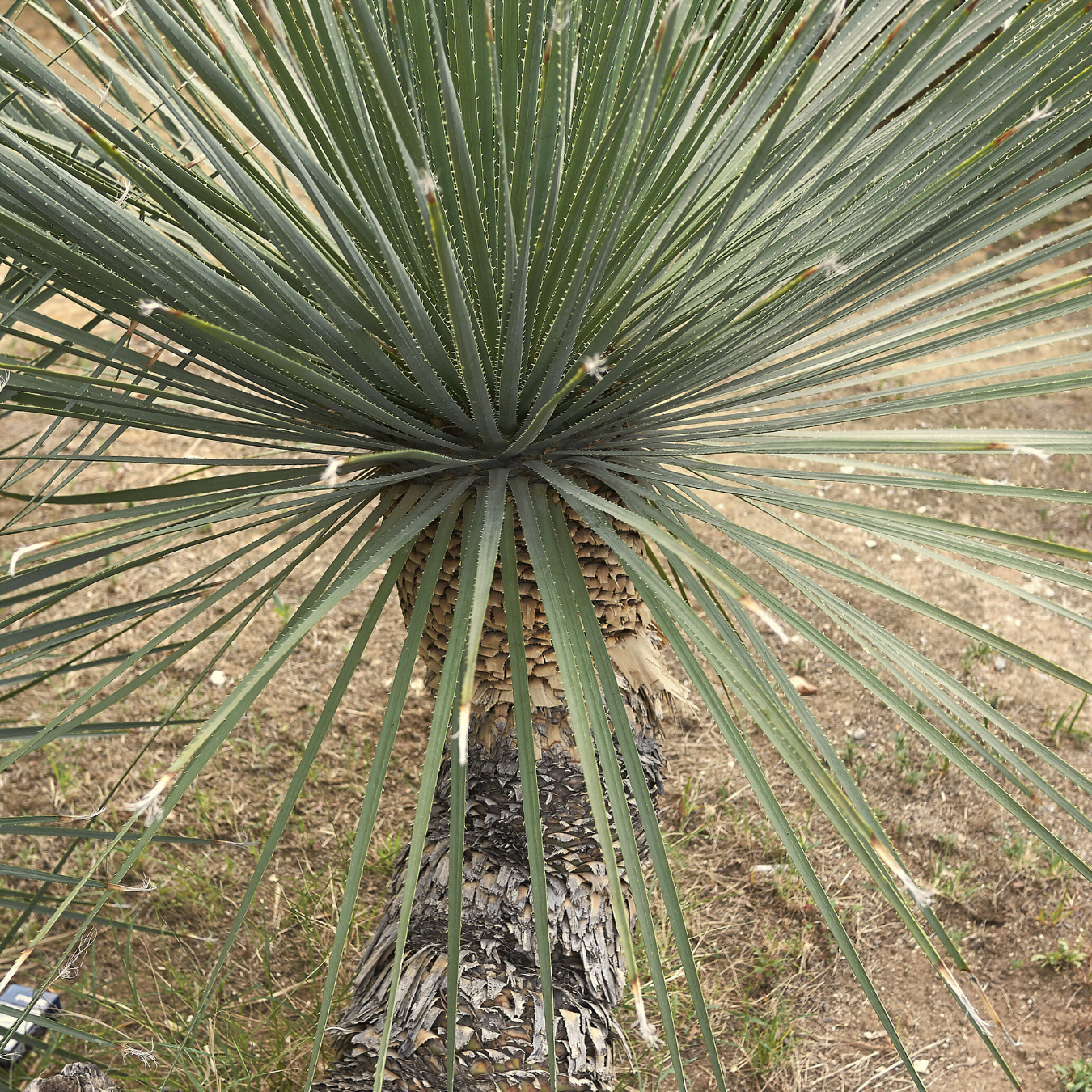 Mexican Grass Tree