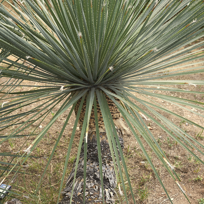 Yucca longifolia - Mexican grass 