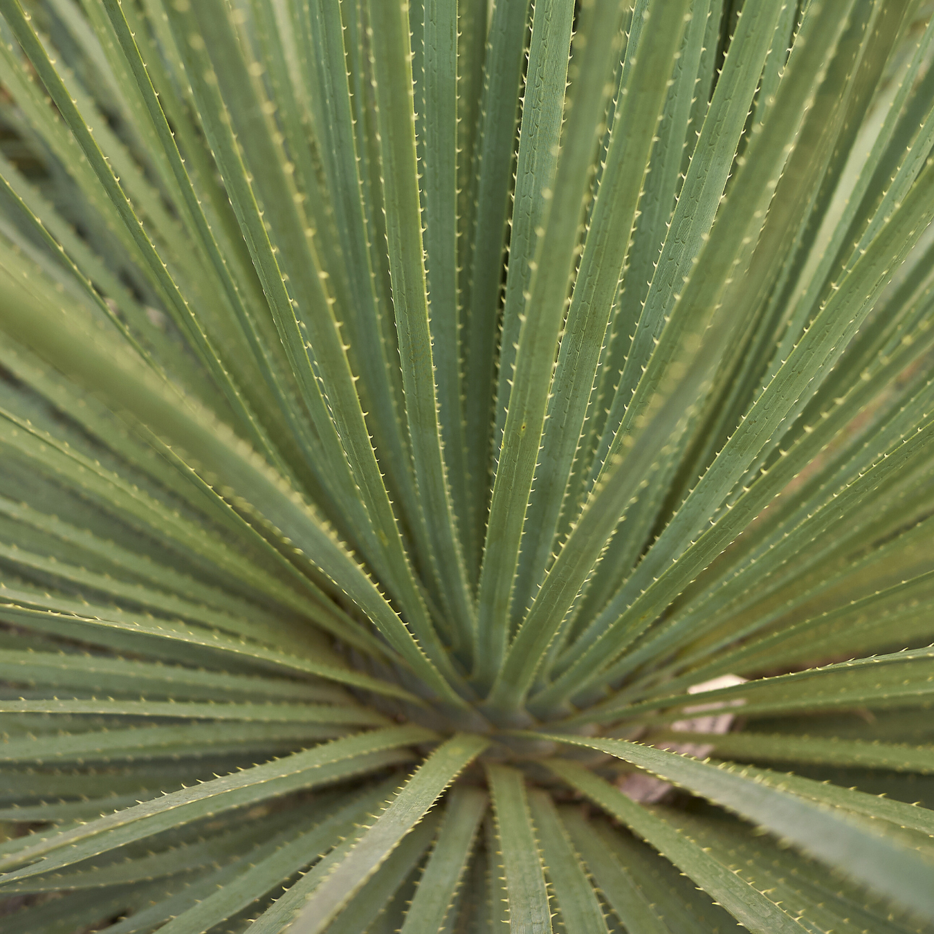 Yucca longifolia - Mexican grass 