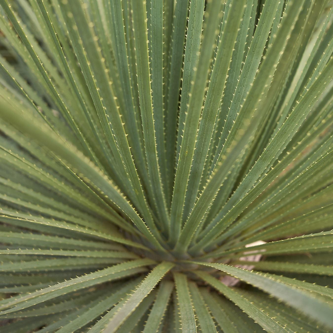 Mexican Grass Tree