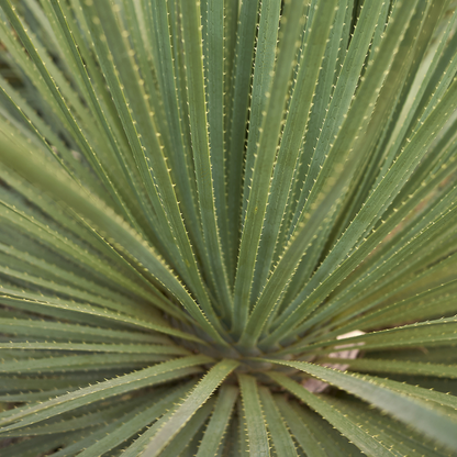 Yucca longifolia - Mexican grass 