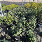 川西荚蒾 Davidii Viburnum