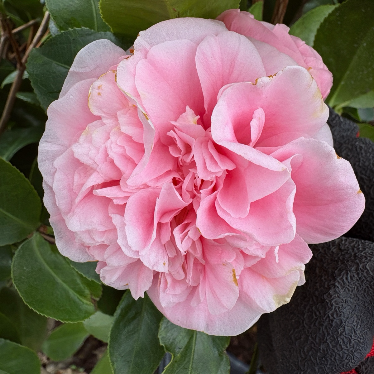 初见山茶花 Debutante Camellia