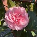 初见山茶花 Debutante Camellia