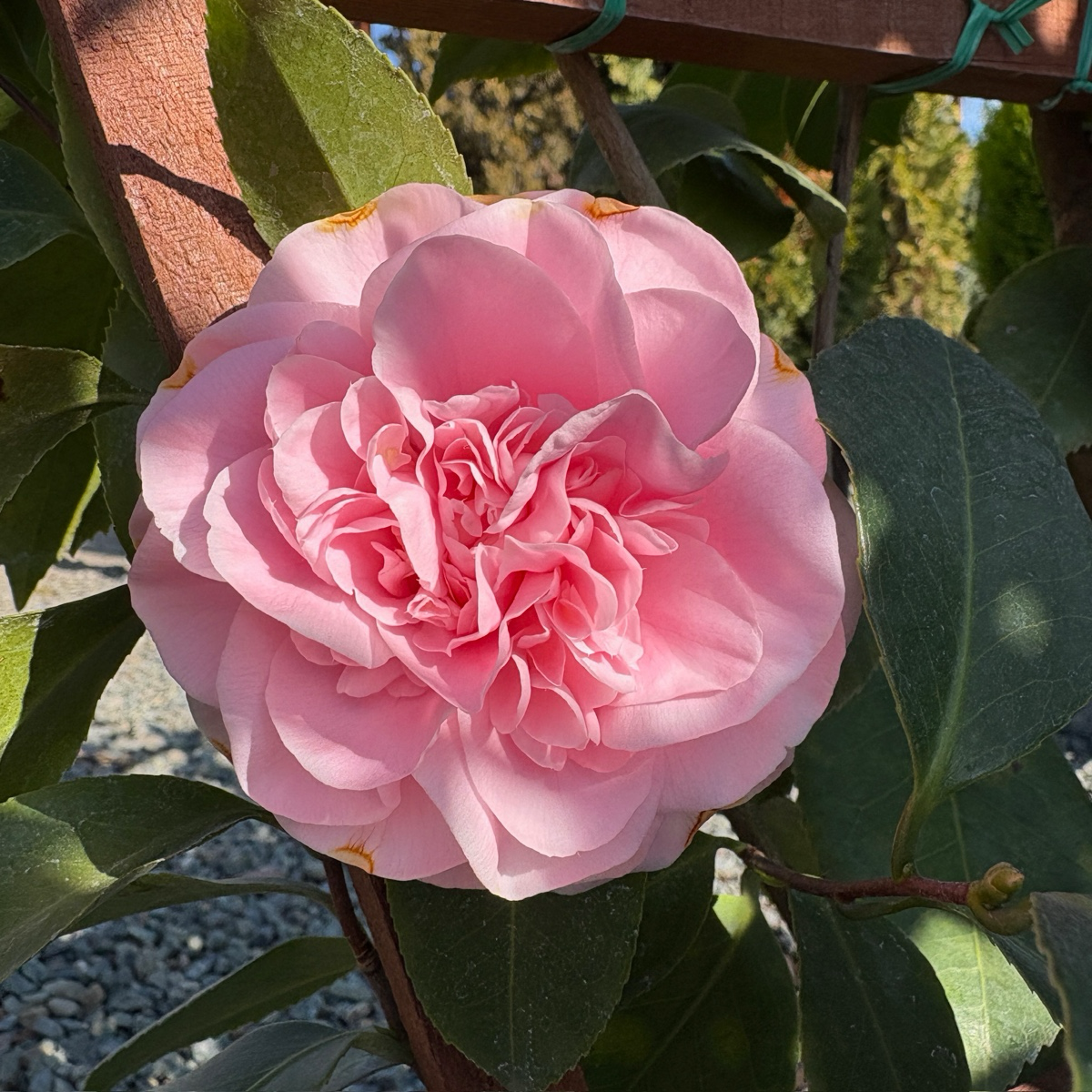 初见山茶花 Debutante Camellia