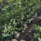 初见山茶花 Debutante Camellia