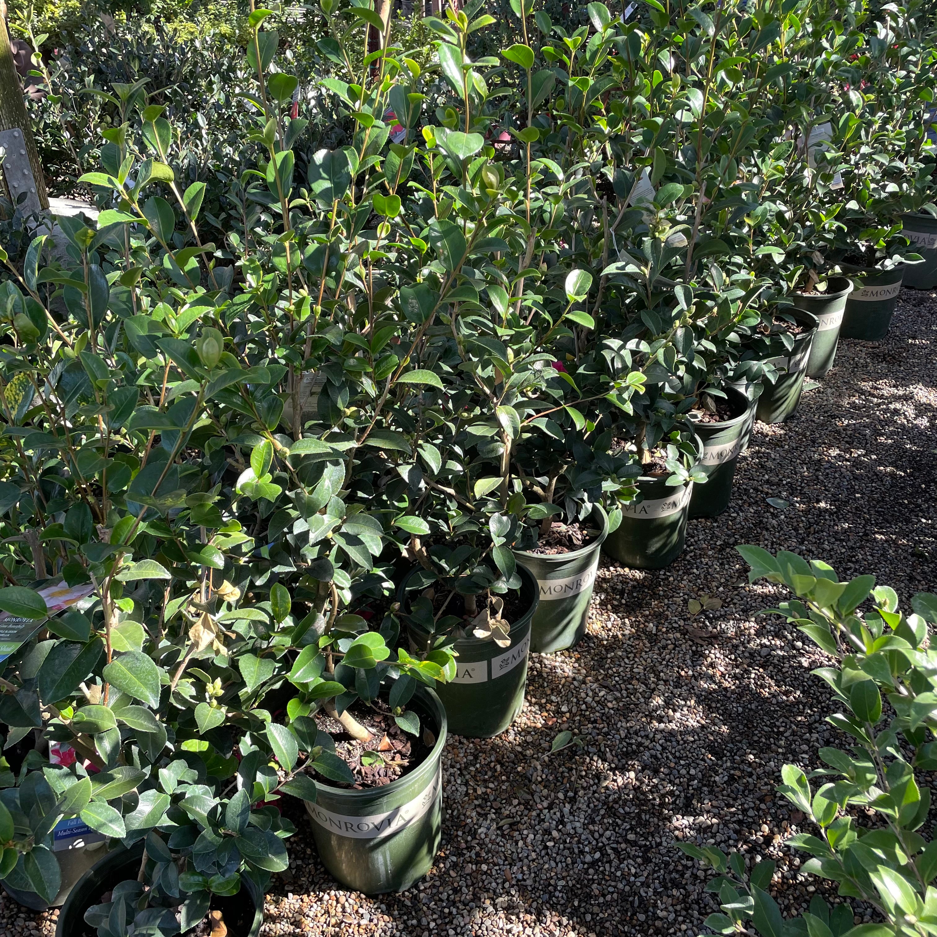 初见山茶花 Debutante Camellia