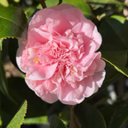 初见山茶花 Debutante Camellia