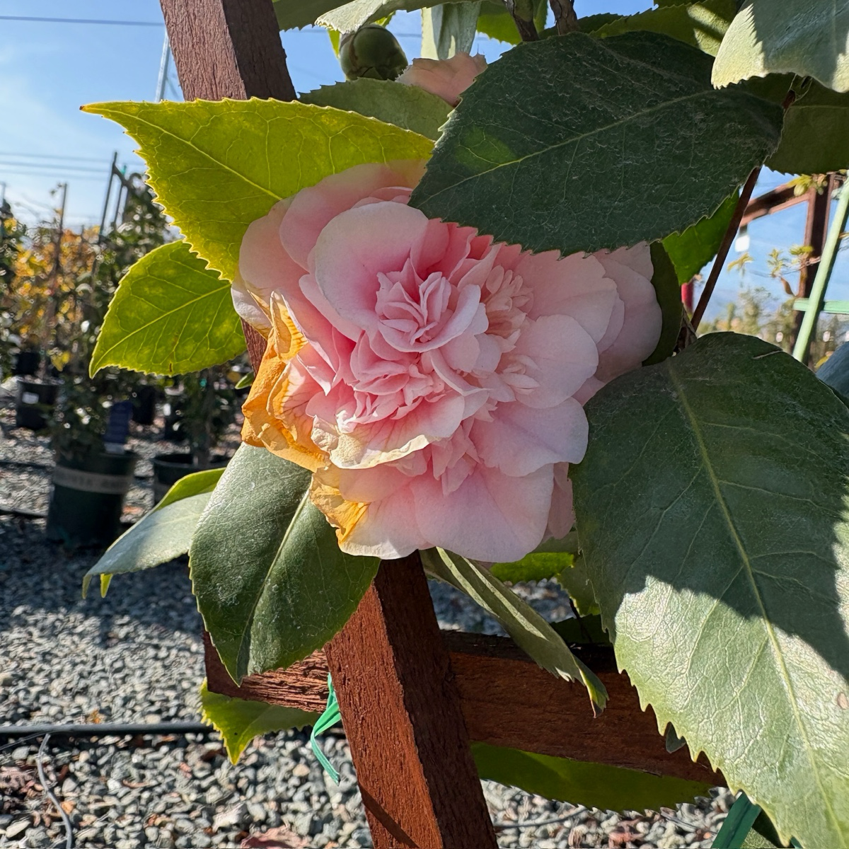 初见山茶花 Debutante Camellia