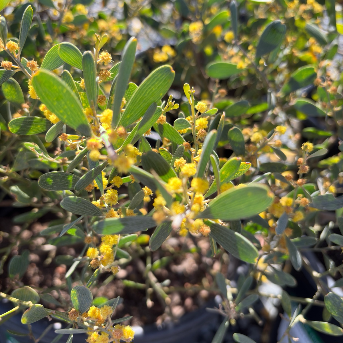 金合欢 Desert Carpet Prostrate Acacia