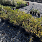 金合欢 Desert Carpet Prostrate Acacia