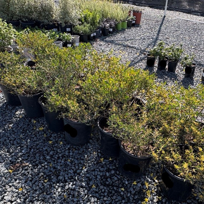 金合欢 Desert Carpet Prostrate Acacia