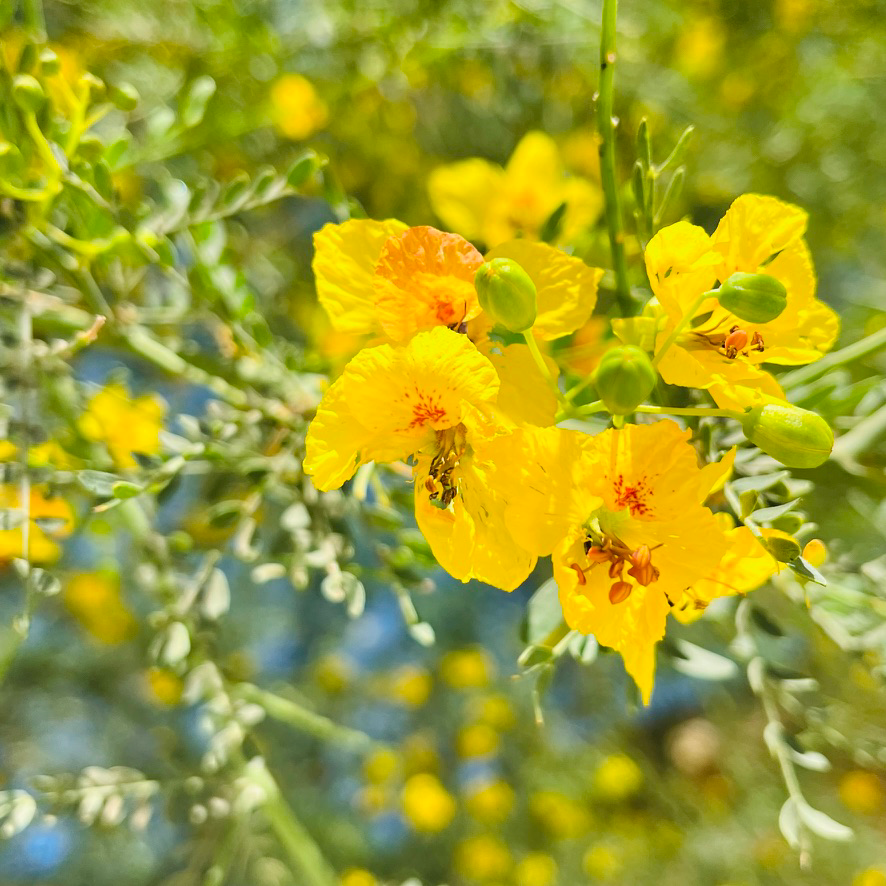 沙漠柳树 Desert Museum Palo Verde