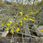 沙漠柳树 Desert Museum Palo Verde
