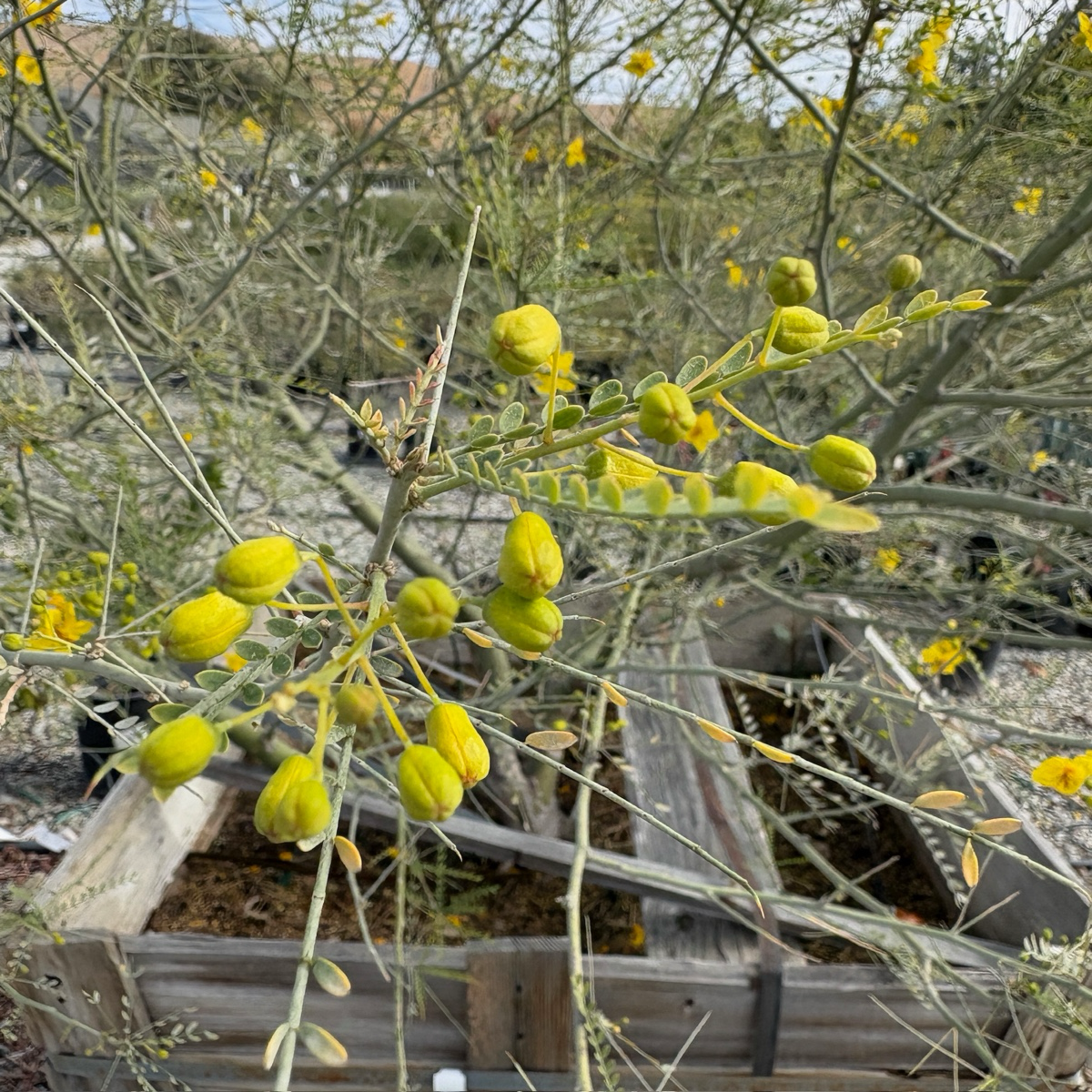 沙漠柳树 Desert Museum Palo Verde