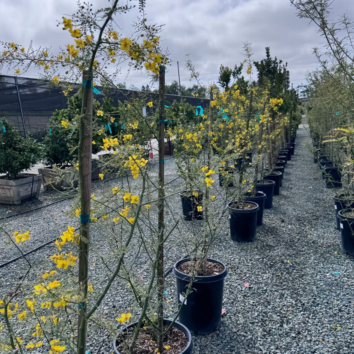 沙漠柳树 Desert Museum Palo Verde