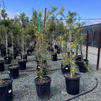 沙漠柳树 Desert Museum Palo Verde