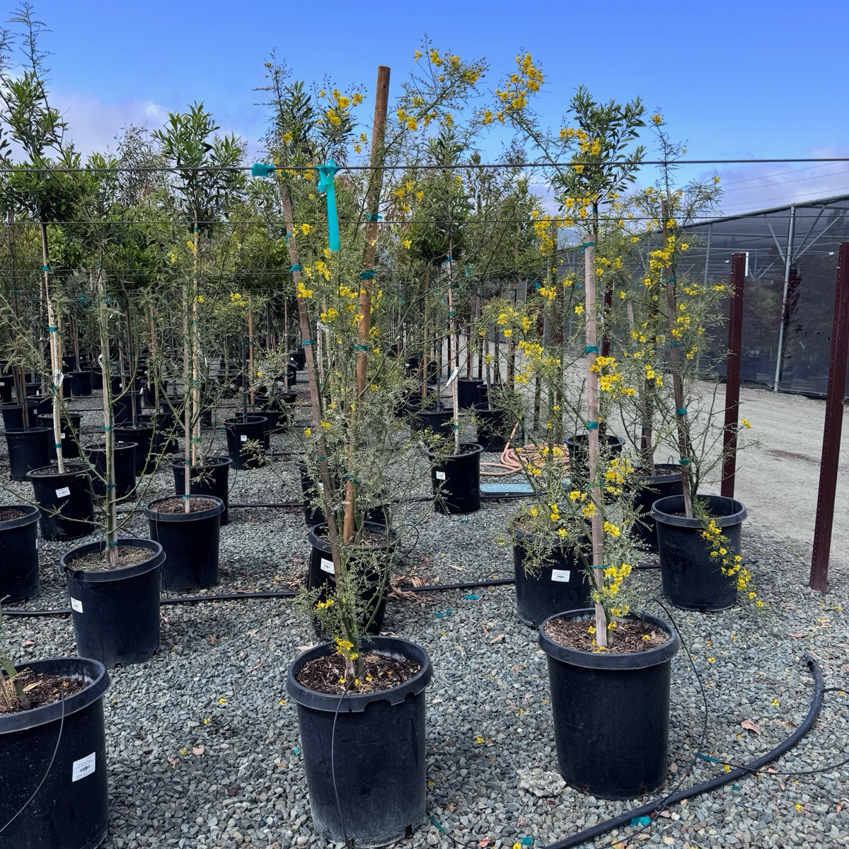 沙漠柳树 Desert Museum Palo Verde