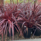 朱蕉 Design-A-Line Cordyline