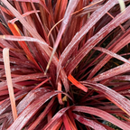 朱蕉 Design-A-Line Cordyline
