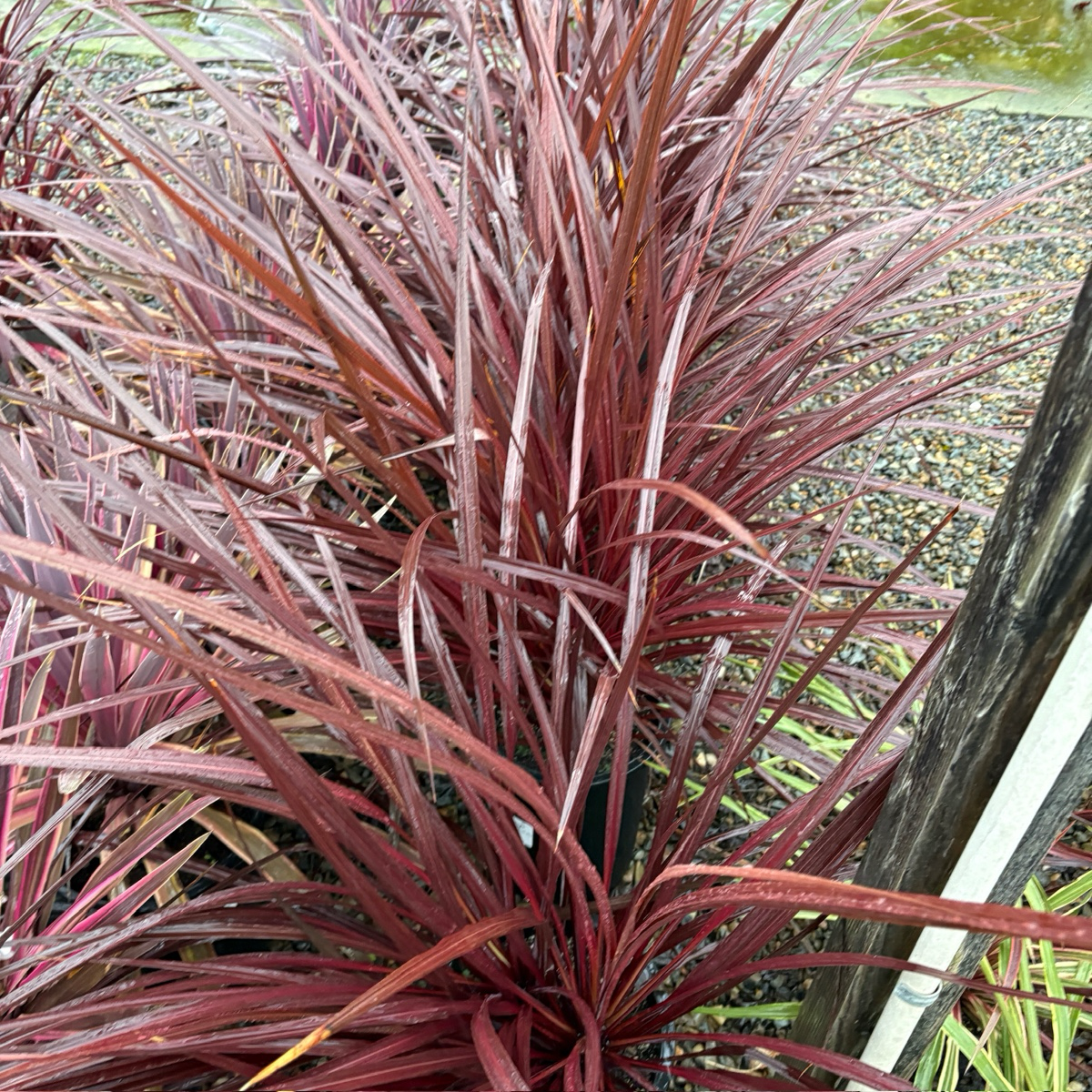 朱蕉 Design-A-Line Cordyline