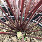 朱蕉 Design-A-Line Cordyline